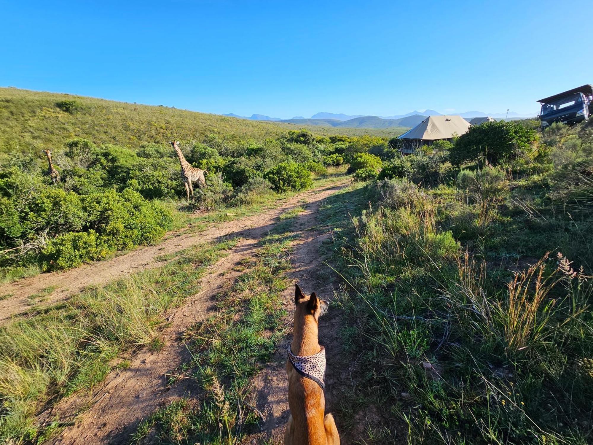 Отель Garden Route Safari Camp Моссел-Бей Экстерьер фото