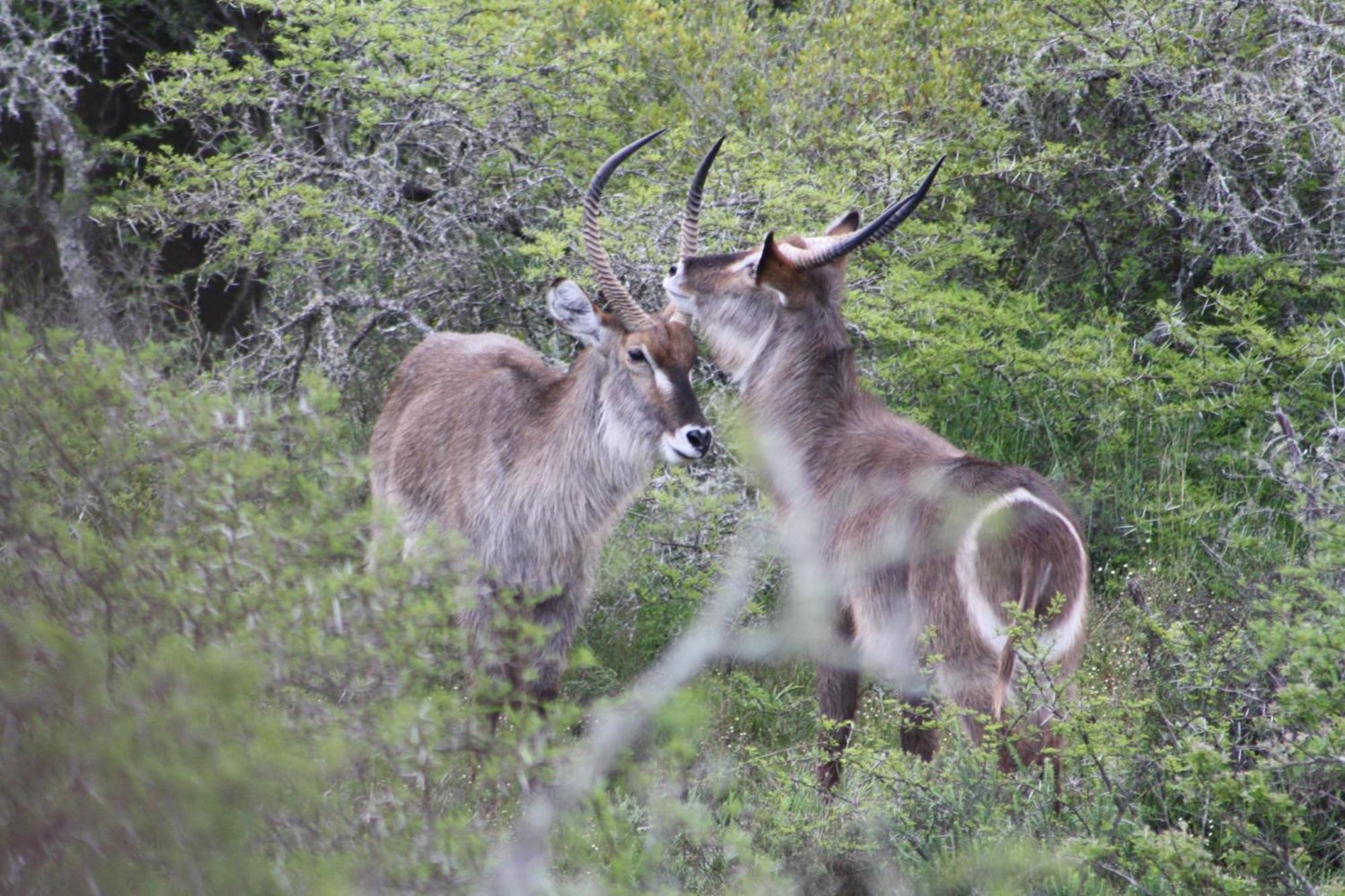 Отель Garden Route Safari Camp Моссел-Бей Экстерьер фото