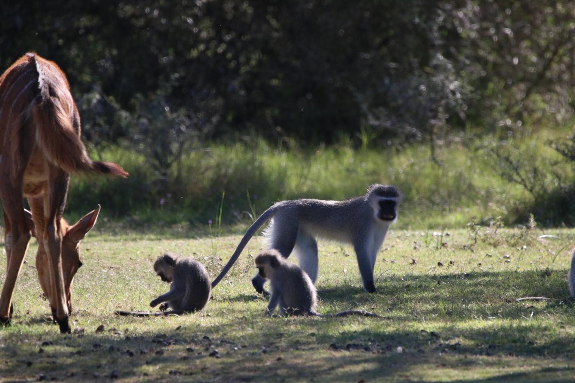 Отель Garden Route Safari Camp Моссел-Бей Экстерьер фото